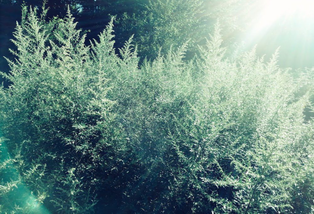 Help Your Self Plant Spirit Healing