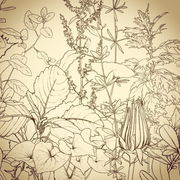 Rooting & Resting: Winter Plant Medicine and Identification